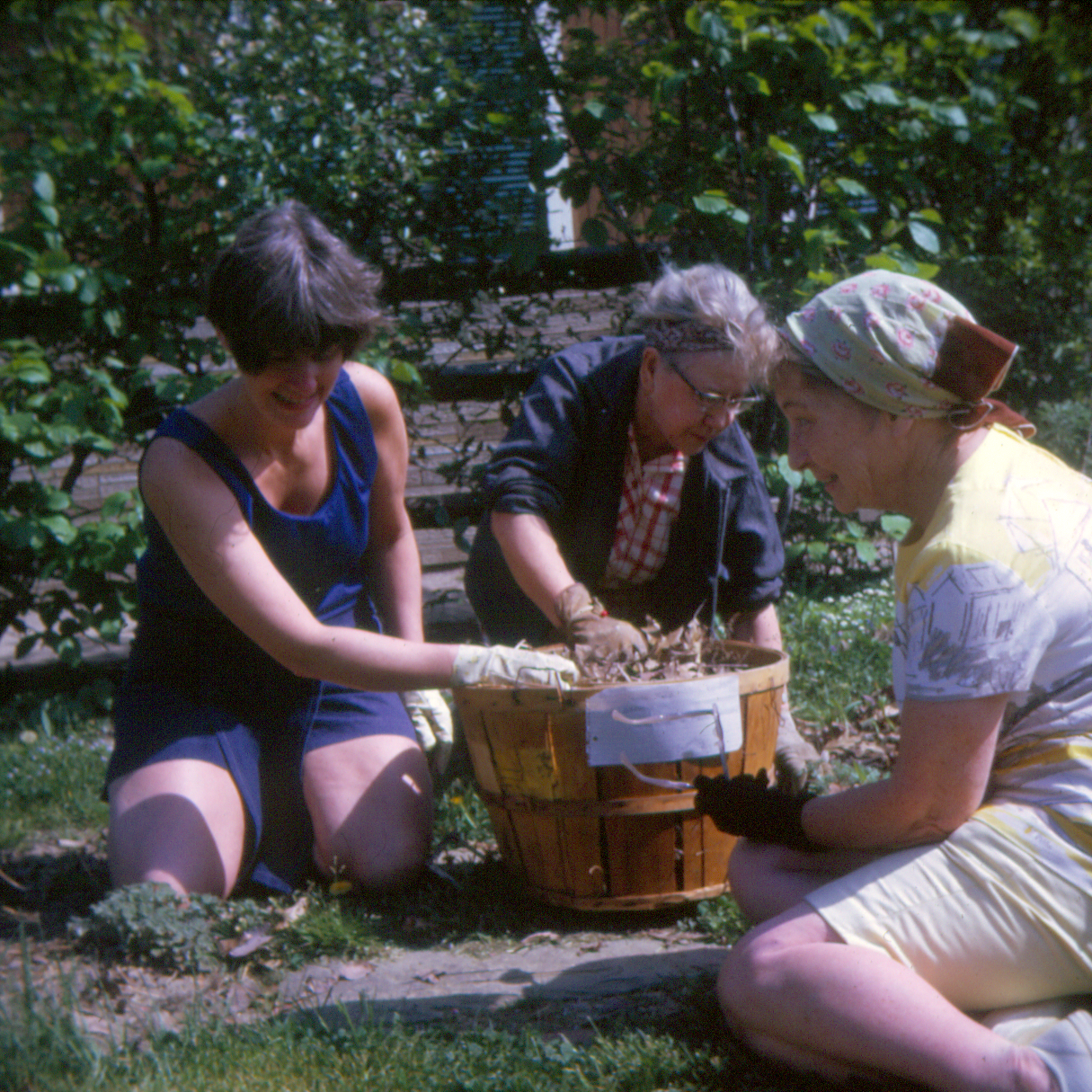 Three women weeding a garden bed.